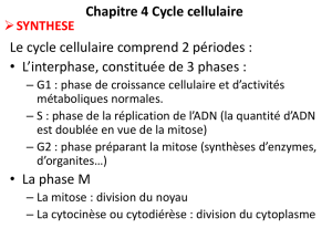 Chapitre 4 Cycle cellulaire Le cycle cellulaire comprend 2 périodes