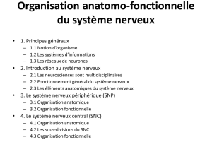 Organisation anatomo-fonctionnelle du système nerveux