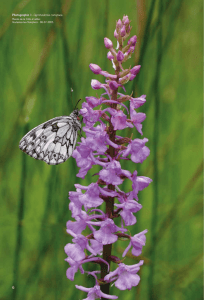 Les orchidées du Châtillonnais - Bourgogne