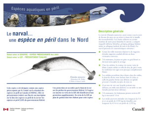 Le narval… une espèce en péril dans le Nord