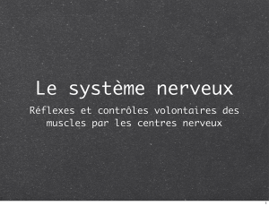 Réflexes et contrôles volontaires des muscles par les centres nerveux