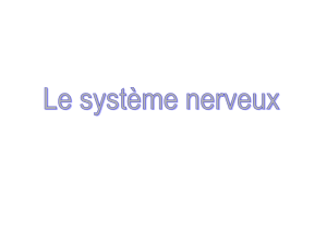 Le système nerveux central