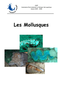 Les Mollusques - CN Poissy Plongée Commission Environnement