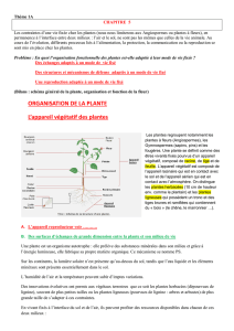 ORGANISATION DE LA PLANTE L`appareil végétatif des plantes