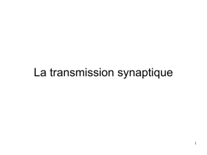 La transmission synaptique