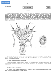 Histioteuthidae
