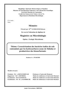 Mémoire Magistère en Microbiologie