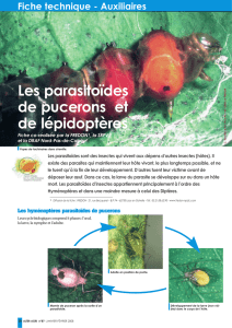 Les parasitoïdes de pucerons et de lépidoptères