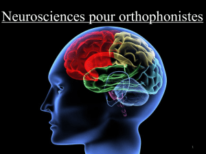 Neurosciences pour orthophonistes