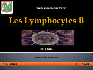 Les Lymphocytes B