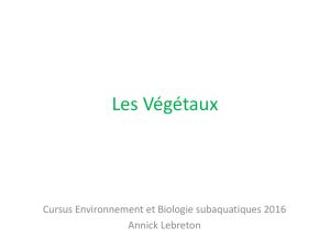 04_Végétaux_Annick