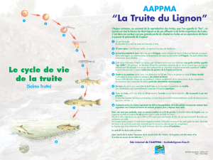 Cycle de vie de la truite - La Truite du Lignon