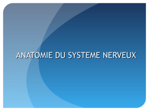 ANATOMIE DU SYSTEME NERVEUX - ifsi du chu de nice 2012-2015