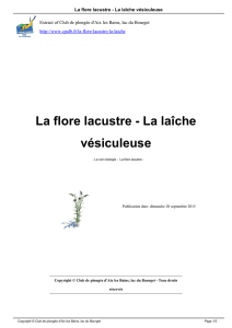 La flore lacustre - La laîche vésiculeuse