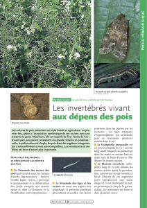 Insectes et autres invertébrés des pois / Insectes n° 132