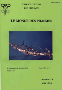 Le Monde des phasmes 13 (Mai 1991)