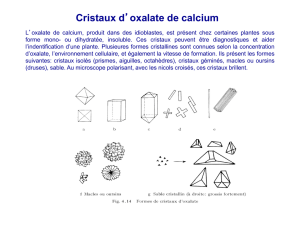 Cristaux d`oxalate de calcium