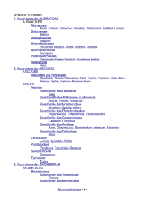 1- Sous-classe des ALISMATIDAE ALISMATALES