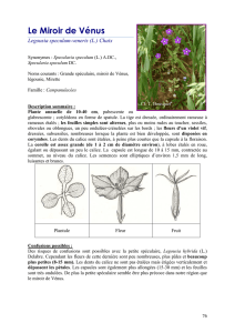 Legousia speculum-veneris - Conservatoire botanique national de