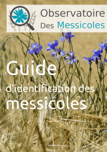messicoles - Tela Botanica