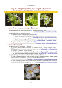 Clef des Caryophyllacées d`Auvergne / Limousin