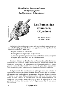 Les Eumenidae (Eumènes, Odynères) - Manche