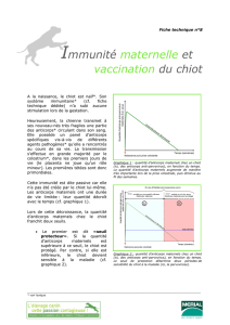 Immunité maternelle et vaccination du chiot - Merial