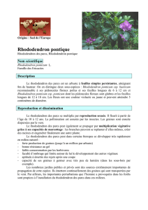 rhododendron pontique V3 - Conservatoire botanique national de