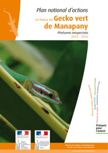 PNA Gecko vert de Manapany