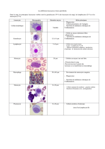 Les différents leucocytes et leurs spécificités