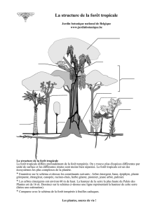 La structure de la forêt tropicale