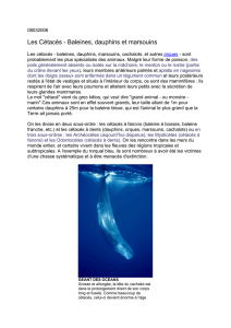 Les Cétacés - Baleines, dauphins et marsouins