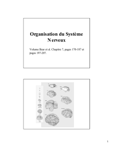 Organisation du Système Nerveux