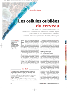 Les cellules oubli&eacute;es du cerveau