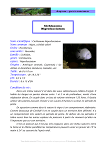 Cichlasoma Nigrofasciatum sous-ordre : Percoidei, famille