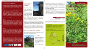 Plantes aromatiques - Pays Haut Languedoc et Vignobles