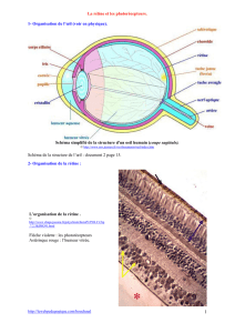 La rétine et les photorécepteurs. 1- Organisation de l`œil (voir en