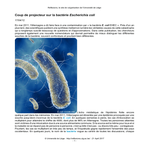 Coup de projecteur sur la bactérie Escherichia coli