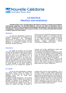 LE NAUTILE (Nautilus macromphalus) - Nouvelle