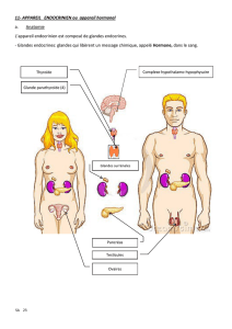 11- APPAREIL ENDOCRINIEN ou appareil hormonal a. Anatomie L