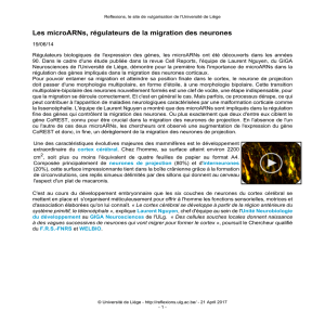 Les microARNs, régulateurs de la migration des neurones