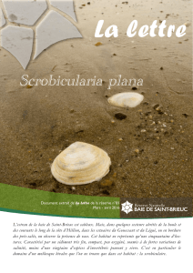 Scrobicularia plana - Réserve naturelle baie de saint brieuc