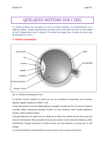 QUELQUES NOTIONS SUR L`ŒIL