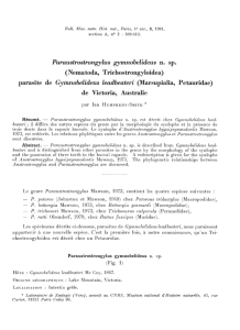 Paraustrostrongylus gymnobelideus n. sp.