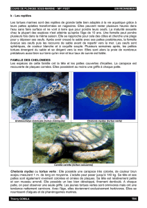 194 k - Les reptiles Les tortues marines sont des reptiles de grande