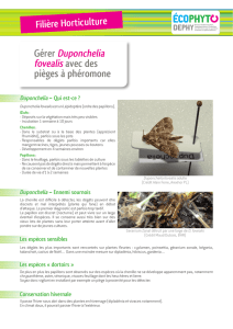 Gérer Duponchelia fovealis avec des pièges à phéromone