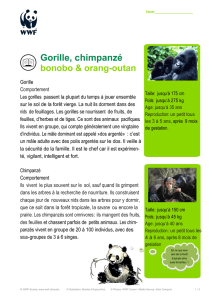 Gorille, chimpanzé