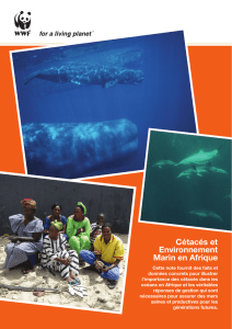 Cétacés et Environnement Marin en Afrique