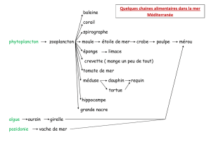 baleine corail spirographe phytoplancton zooplancton moule étoile