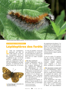 Lépidoptères des forêts / Insectes n° 162